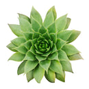 buy sempervivum green wheel live succulent plastic pot online, crisp geometric evergreen rosette with bright green fleshy leaves, tight offset clustering hens and chicks formation, year-round visual interest with seasonal color blush, frost tolerant and deer resistant succulent, elegant architectural accent for shelves or outdoor steps, thoughtful gift for plant lovers and gardeners