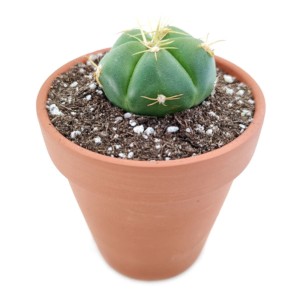 Gymnocalycium horstii ssp. Buenekeri | Spider Cactus | Succulent Gift Decor  Ideas