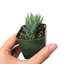 Haworthia reinwardtii f. triebneri