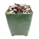 Haworthia emelyae var. Major