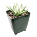 Haworthia retusa White Ghost