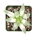 Haworthia retusa White Ghost