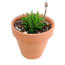 Haworthia marumiana var. Batesiana Succulent