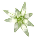 Haworthia retusa White Ghost