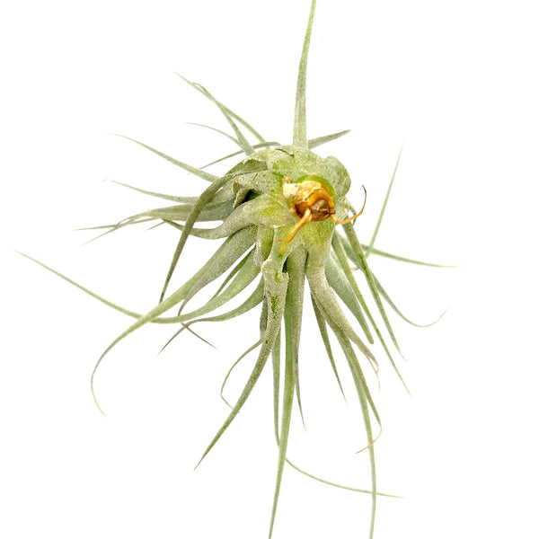 cotton candy air plant Tillandsia Houston Cotton Candy Air Plant & Care Guide | Air Plant Gift Ideas