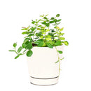 buy 6 inch hoya australis lisa live houseplant 6" grower pot online, lush vining plant with glossy variegated foliage in lime green yellow and cream tones, fragrant white star-shaped flower clusters when mature, easy care trailing semi-succulent perfect for bright indirect light, rare variegated hoya gift for collectors and plant lovers