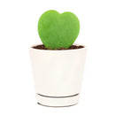 buy hoya sweetheart live houseplant 4" pot online, vibrant heart-shaped plump waxy leaves in lush forest green, semi-succulent tropical vining houseplant, slow-growing long-lived form, bright indirect light lover with drought tolerance, beautiful bohemian indoor accent plant, a heartfelt and lasting gift for any occasion