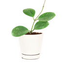 6" pot hoya obovata splash live houseplant for sale, thick waxy oval leaves with distinctive silver splash markings unique to each plant, long trailing vines with tight leaf spacing for a lush full look, beginner-friendly semi-succulent with minimal watering needs, stunning bohemian hanging basket plant, ideal indoor gift for plant enthusiasts