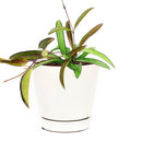 Hoya Wayettit for sale, Hoya Wayetti near me, best Hoya plants, houseplants with red flowers, houseplants gift ideas, houseplants for sale, best houseplants, best indoor plants, types of houseplants, low light houseplants, easy to grow houseplants