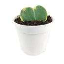 6" pot hoya 'sweetheart variegated' live houseplant for sale, lush display of variegated heart-shaped leaves with contrasting creamy white and forest green tones, trailing vining growth form, thrives in warm humid indoor conditions, rare collector houseplant, stunning bohemian hanging basket or shelf statement piece