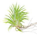 Tillandsia Ionantha Huamelula air plant for sale, unique gift decor ideas, air plant subscription delivery monthly, Tillandsia Ionantha Huamelula with air plant care guide