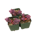buy cherry tart sedum sunsparkler live succulent 6 inch online, large healthy plant with rich purple-red to aubergine leaf tones, vigorous spreading low-growing mat with showy late-summer pink blooms, attracts butterflies and pollinators, low water and sun loving, premium gift for succulent enthusiasts
