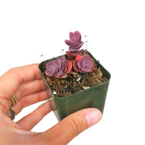 succulent tart Cherry Tart Sedum Sunsparkler