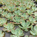 buy echeveria 'blue sky' live succulent 4 inch online, striking blue-green rosette with thick farina-coated fleshy leaves, pale aqua to gray-blue coloration with warm rosy pink margins, grows wide and flat with elegant symmetrical form, drought tolerant and beginner-friendly for easy indoor care, a sophisticated botanical accent for contemporary home or office decor, an unforgettable and thoughtful plant gift for any celebration