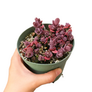 buy cherry tart sedum sunsparkler live succulent 6 inch online, large healthy plant with rich purple-red to aubergine leaf tones, vigorous spreading low-growing mat with showy late-summer pink blooms, attracts butterflies and pollinators, low water and sun loving, premium gift for succulent enthusiasts