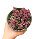 buy cherry tart sedum sunsparkler live succulent 6 inch online, large healthy plant with rich purple-red to aubergine leaf tones, vigorous spreading low-growing mat with showy late-summer pink blooms, attracts butterflies and pollinators, low water and sun loving, premium gift for succulent enthusiasts