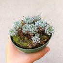 Graptopetalum Pachyphyllum