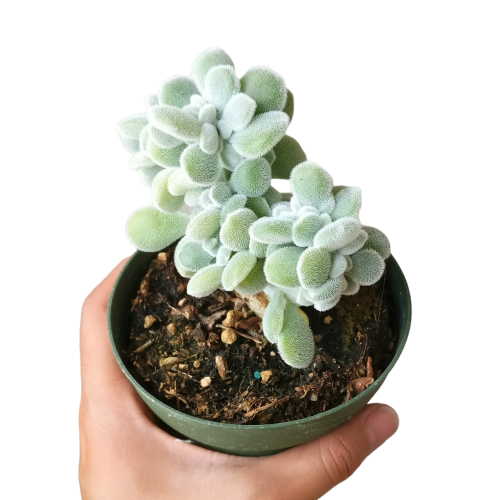 frosted claw succulent Crested Echeveria Frosty Rare Succulents for Sale