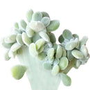 4 inch crested echeveria frosty live succulent for sale, soft silvery velvet coating on fleshy lanceolate leaves, rare crested echeveria pulvinata cultivar in plastic nursery pot, compact rosette ideal for desk or windowsill display, pet safe and drought tolerant for easy indoor care, a stunning rare find that elevates any succulent collection, an exceptional gift choice for collectors and plant lovers