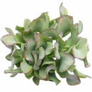 Ruffle Jade Crassula - Crassula undulatifolia