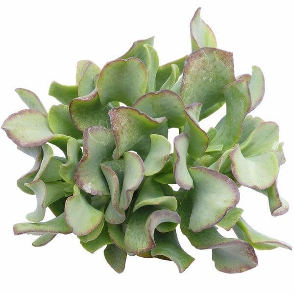 succulents jade Ruffle Jade Crassula Ripple Jade Succulent