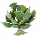 Key Lime Pie - Adromischus cristatus - Crinkle-Leaf Plant