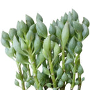 Senecio citriformis - String of Lemons