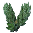 Haworthia reinwardtii f. triebneri