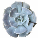 buy ghost echeveria lilacina live succulent 2 inch online, pale lavender grey fleshy spoon shaped leaves with farina finish, rosette forming perennial succulent in plastic pot, easy care beginner friendly with minimal watering needs, color deepens to pink lilac in full sun, stylish accent for modern or bohemian interiors, lovely gift for plant enthusiasts and succulent lovers