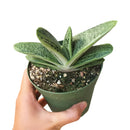 Buy an 8-pack of 4" live plants online. Choose eight plants of your choice to create a lush and diverse collection in 4" pots. Perfect for filling larger spaces, decorating your home or office, and growing your plant collection.