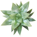 Haworthia retusa White Ghost