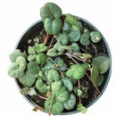 Buy an 8-pack of 4" live plants online. Choose eight plants of your choice to create a lush and diverse collection in 4" pots. Perfect for filling larger spaces, decorating your home or office, and growing your plant collection.