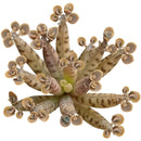 Mother of Millions Kalanchoe delagoensis