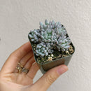 Graptopetalum Pachyphyllum