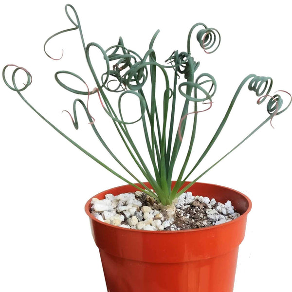 is frizzle sizzle a succulent Frizzle Sizzle Albuca Spiralis Rare Succulents For Sale