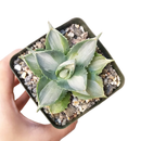 buy variegated butterfly agave live succulent 3.5 inch online, blue-green and creamy yellow variegated rosette foliage, compact architectural form with slow steady long-lived growth, sharp terminal and marginal spines throughout leaf structure, thrives in full sun with very low water requirements, striking sculptural accent for desert, boho or modern minimalist decor, a rare and highly sought-after collector succulent gift