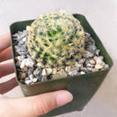 Pincushion Cactus Succulent