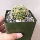 Pincushion Cactus Succulent