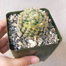 Pincushion Cactus Succulent