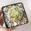 Pincushion Cactus Succulent