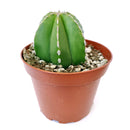 Pachycereus Marginatus Mexican Fence Post Cactus