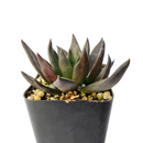 Echeveria affinis Black Knight