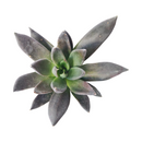 Echeveria affinis Black Knight