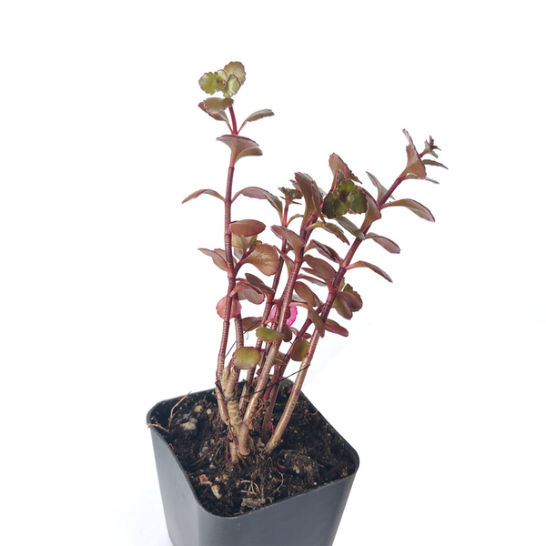 dragon's blood succulent propagation Dragon's Blood Sedum, Red Stonecrop Succulents with Care Guide