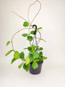 6 inch trailing hoya kerrii heart (at least 3+ leaves) live houseplant for sale, fully leafed trailing hoya kerrii with at least three glossy emerald hearts, thick vining succulent stems in a standard grower pot ready to trail or hang, low-maintenance care with infrequent watering and bright indirect light needs, slow-growing long-lived tropical vine with heirloom quality, an elegant romantic home accent with bohemian appeal, a perfect heartfelt gift for valentines day anniversaries or birthdays