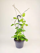 6 inch trailing hoya kerrii heart (at least 3+ leaves) live houseplant for sale, fully leafed trailing hoya kerrii with at least three glossy emerald hearts, thick vining succulent stems in a standard grower pot ready to trail or hang, low-maintenance care with infrequent watering and bright indirect light needs, slow-growing long-lived tropical vine with heirloom quality, an elegant romantic home accent with bohemian appeal, a perfect heartfelt gift for valentines day anniversaries or birthdays