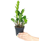 buy ZZ Plant live houseplant 8" pot online, magnificent full specimen with deep emerald glossy pinnate leaves in white cylinder pot, slow growing nearly indestructible perennial, air purifying with toxin filtering benefits, grand floor display plant for modern and contemporary interiors, stunning premium gift