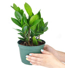 buy ZZ Plant live houseplant 8" pot online, magnificent full specimen with deep emerald glossy pinnate leaves in white cylinder pot, slow growing nearly indestructible perennial, air purifying with toxin filtering benefits, grand floor display plant for modern and contemporary interiors, stunning premium gift