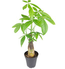 6" pot pachira stump money tree live houseplant for sale, lush forest-green palmate foliage with smooth waxy texture and vivid tropical color, sculpted water-storing stump trunk adds bold visual interest, easy propagation via stem cuttings for sharing with friends, long-lived heirloom quality houseplant with decades of growth potential, handsome floor or corner plant for homes and offices, a beloved lucky charm gift steeped in prosperity symbolism