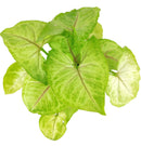 6" pot syngonium gold allusion live houseplant for sale, large trailing syngonium gold allusion with full canopy of vivid gold and pink-veined arrowhead foliage, a member of the araceae family native to central and south america, effective natural air purifier for formaldehyde and benzene, stunning in hanging baskets or cascading from tall shelves, a luxurious tropical houseplant gift for home or office